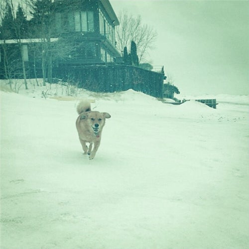 dog