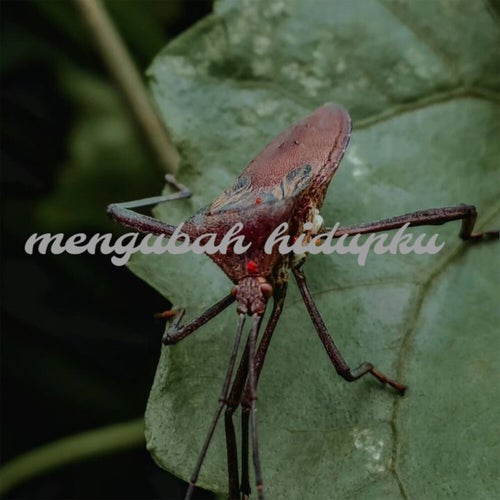 Mengubah Hidupku