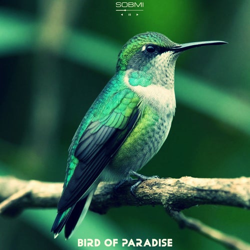 Bird Of Paradise