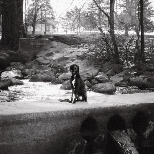 Dogtooth