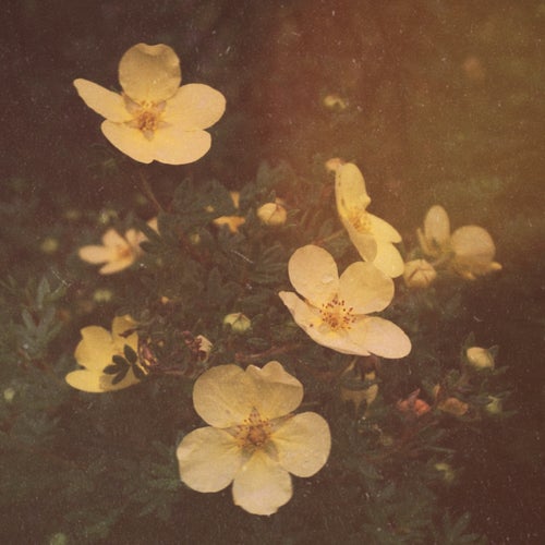summer breeze