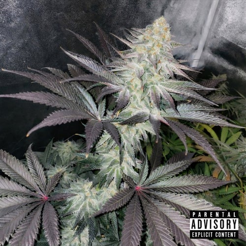 BLESS DALL ALTO (Freestyle)