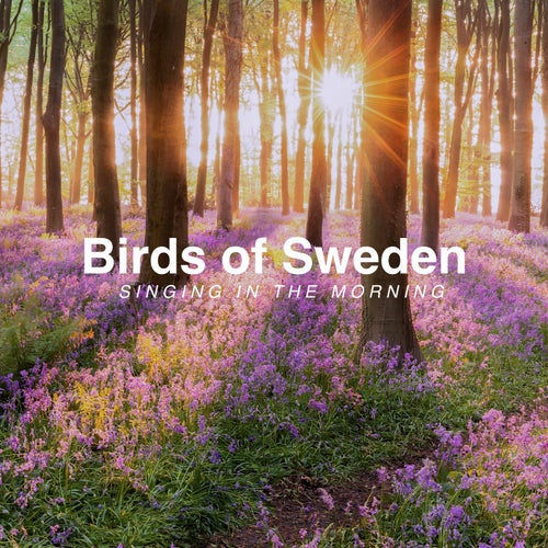Birds Singing in the Morning