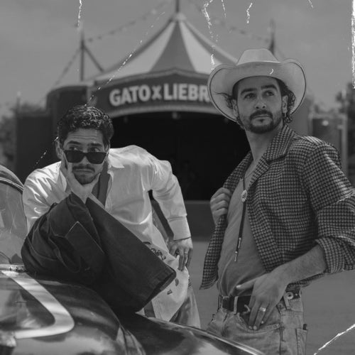 Gato x Liebre