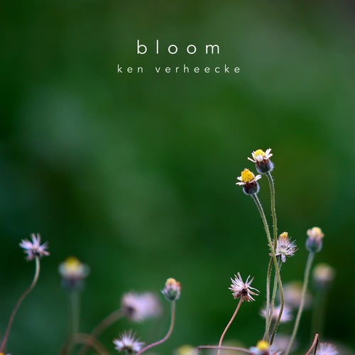 Bloom