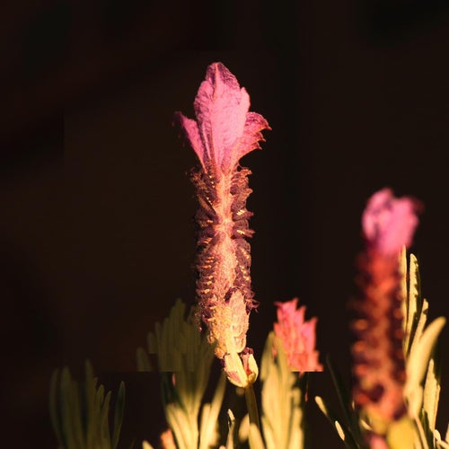 Lavender