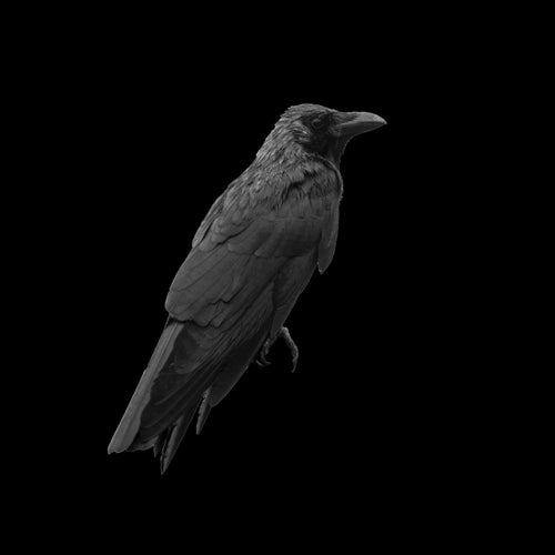The Crow