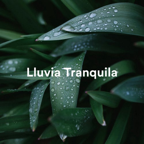 Lluvia Tranquila