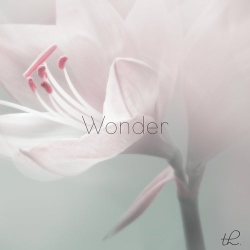 Wonder