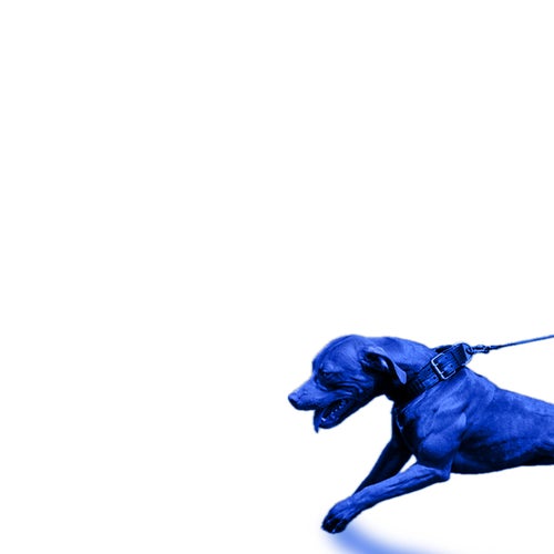 A Hit Dog Gon Holla