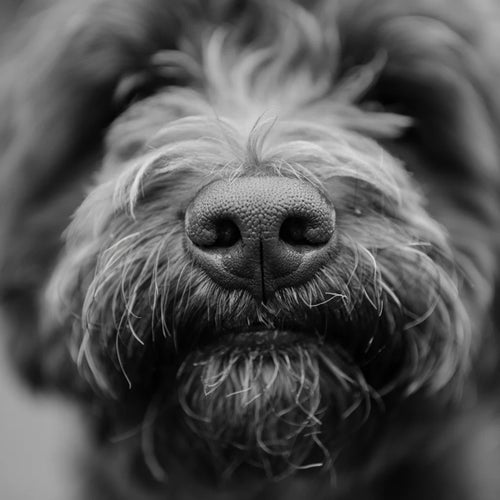 PERRO