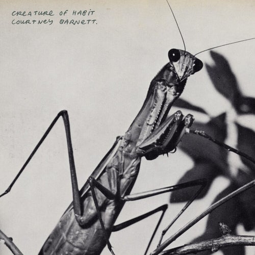 Mantis / Sugar Plum