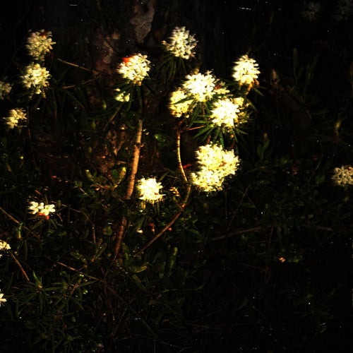 sparks