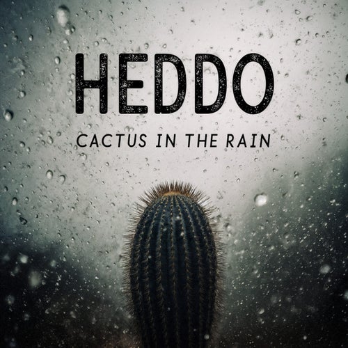 Cactus in the rain