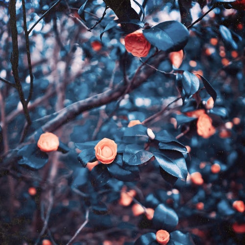 Ember