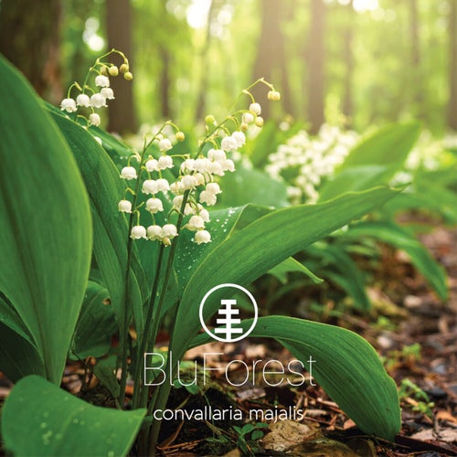 convallaria majalis