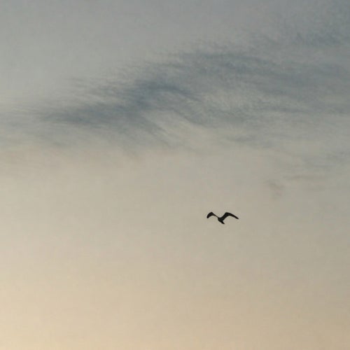 Fly, Little Birds