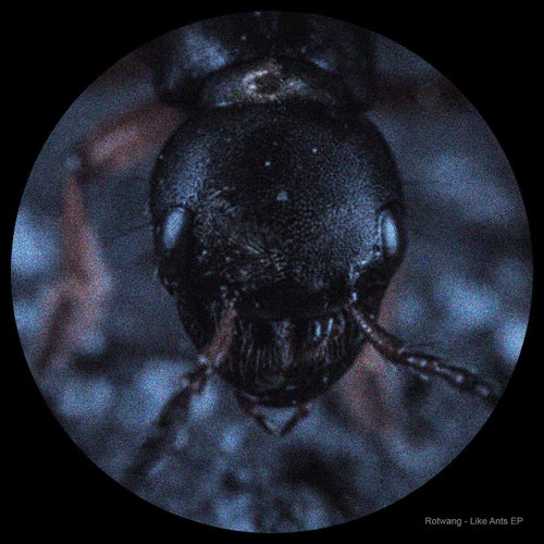 Like Ants EP
