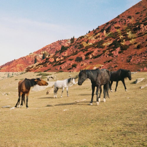 REVERZIA Vol. 1 (Unplugged)