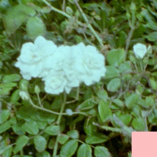 Jasmine