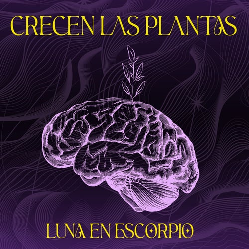 Crecen las Plantas