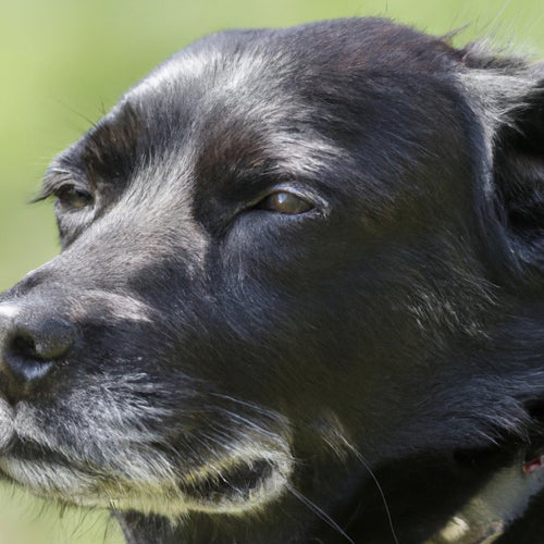 Old Dog