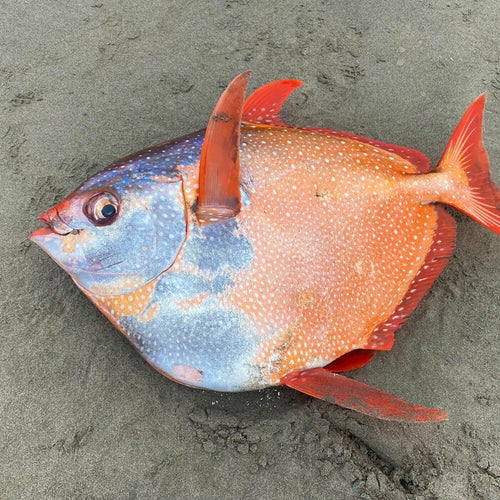 Euthynnus