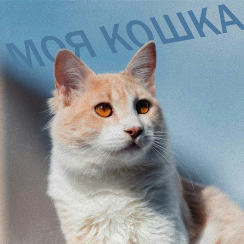 Моя кошка