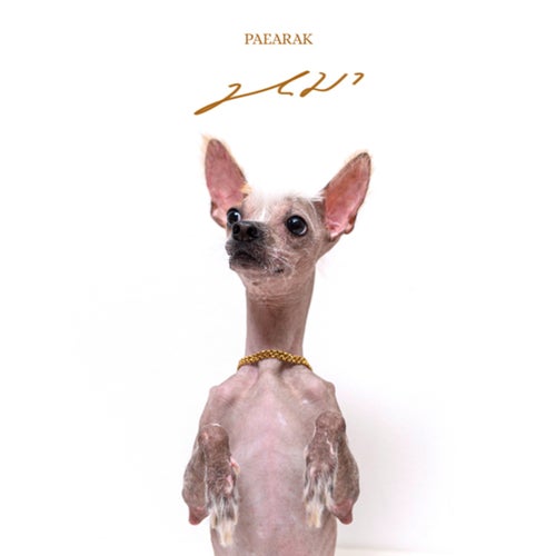 หมา (Dog)