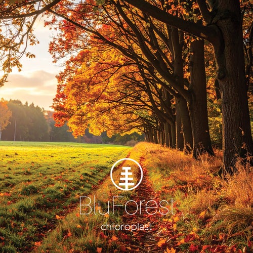 chloroplast