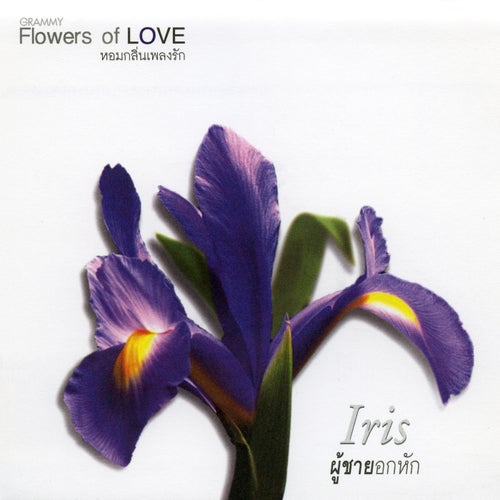 FLOWERS 8 Iris ผู้ชายอกหัก