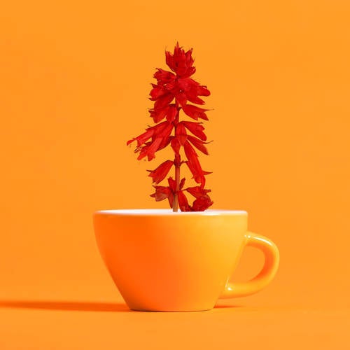 Salvia