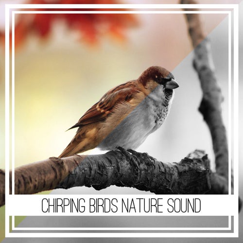 Chirping Birds Nature Sound