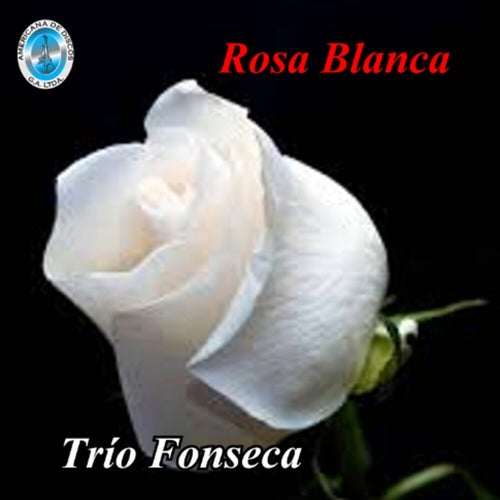 Rosa Blanca