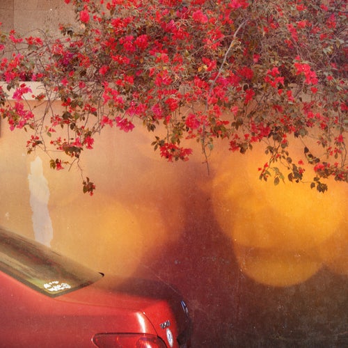 Blossoms In June