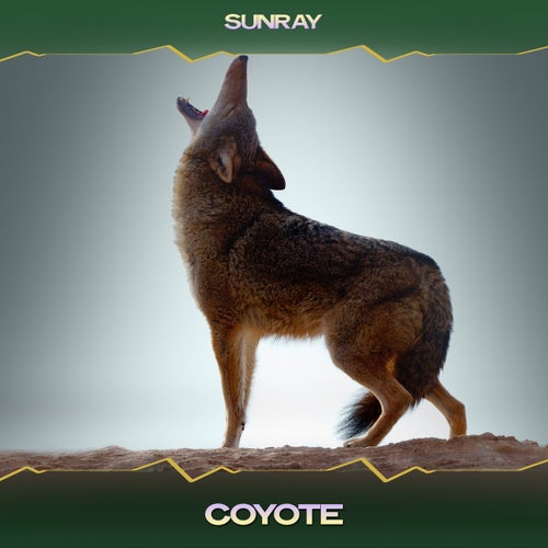 Coyote