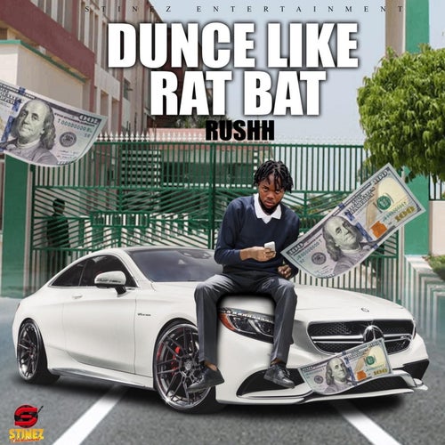 Dunce Like Rat Bat