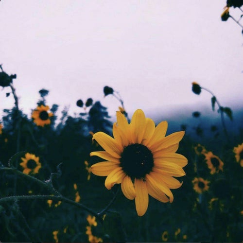 Imagination (Lofi Chill Hiphop)