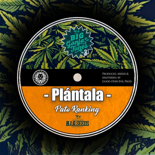 Release of the week