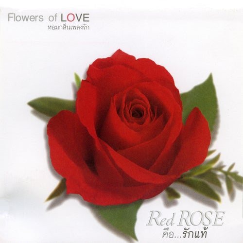 FLOWERS 1 Red Rose คือ...รักแท้