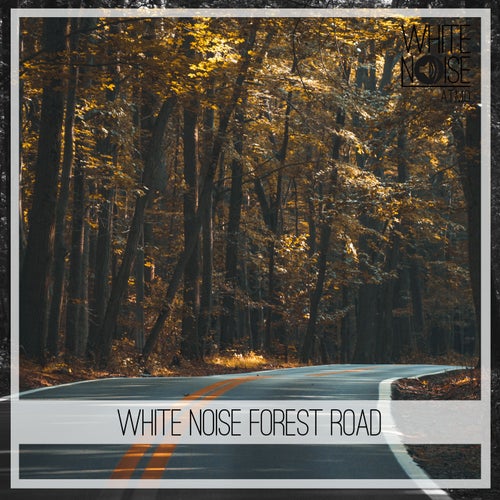 White Noise Forest Road