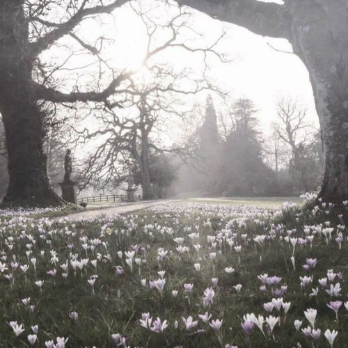 紫のバラ - BongHongTim
