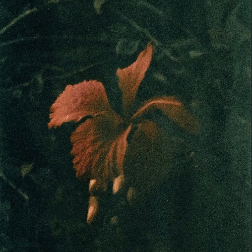 Fireflies