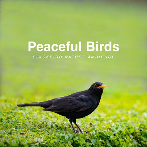 Blackbird Nature Ambience