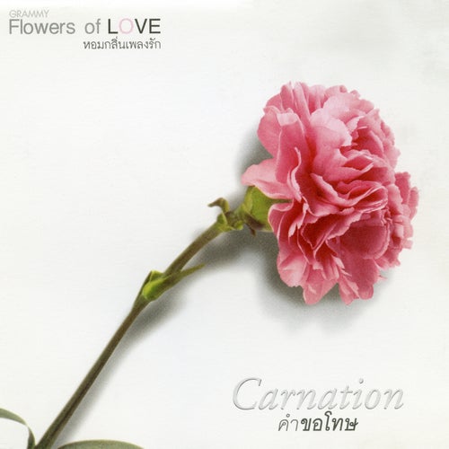 FLOWERS 7 Carnation คำขอโทษ