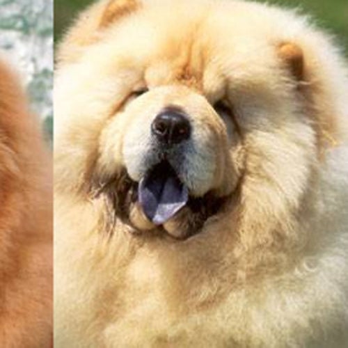 Chow Chow Profile