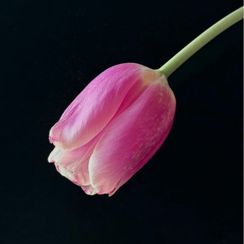 Study Focus Chillout