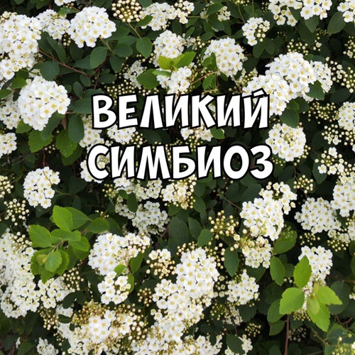 Великий симбиоз