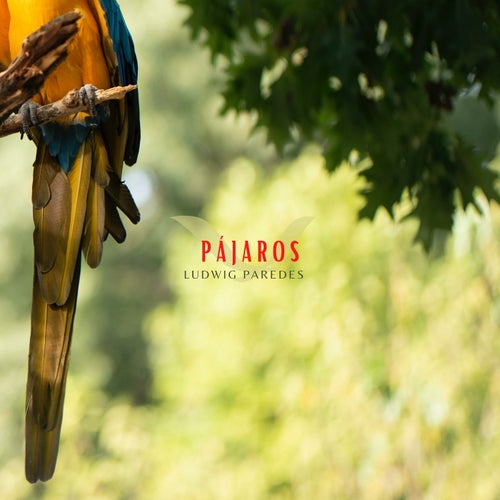 Pájaros