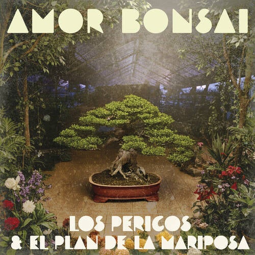 Amor Bonsai